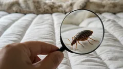 Come verificare la presenza di cimici in casa: segnali a cui prestare attenzione