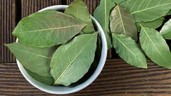 Perché la gente mette una foglia di alloro nel vaso delle piante d'appartamento?